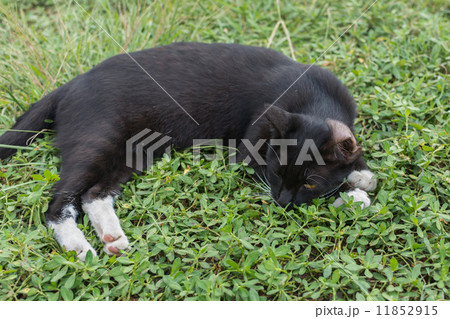 cat lying on the grass. 11852915