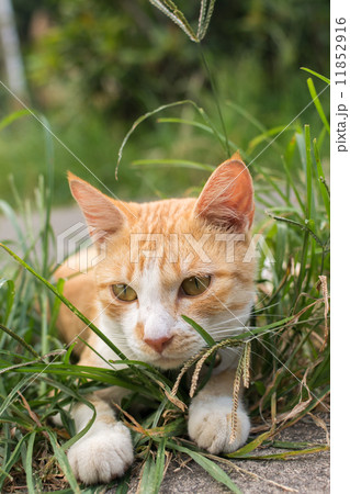 Cat lying on the grass. 11852916