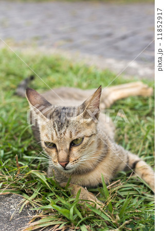 Tabby cat lying on the grass. Tabby cat lying on the grass. 11852917
