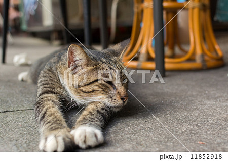 Cat lying to rest. 11852918