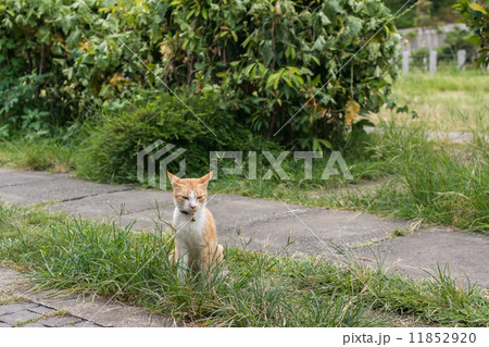 Cat sitting on the grass. 11852920