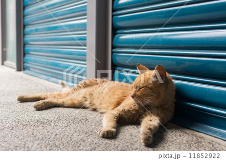 Cat lying to rest. 11852922