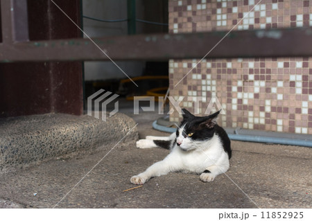 cat lying on the floor. 11852925