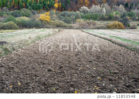field 11853548