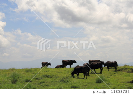 高原の牧場 11853782