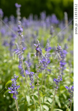 花　サルビア 11853812