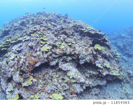 沖縄・石垣島の海中風景 沖縄・石垣島の海中風景 11854363