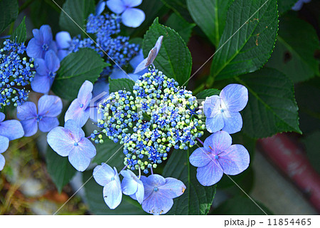 青い額紫陽花 青い額紫陽花 11854465