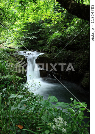八重滝の河鹿滝 11854785