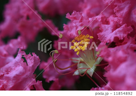 自然　植物　サルスベリ、真夏の花。一つひとつの花の寿命は短いものの次々と新しい花が咲くため長期間花が楽しめます② 11854892
