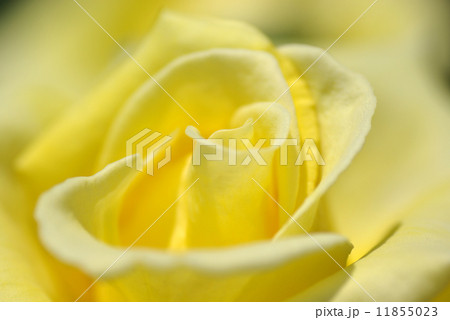 バラの花びら バラの花びら 11855023