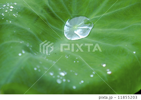 里芋の葉の水滴 里芋の葉の水滴 11855203