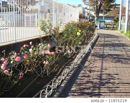 バラが咲く横浜市西区の岡野公園 11855219
