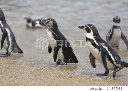 浜辺のフンボルトペンギン 11855414