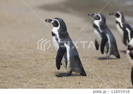浜辺のフンボルトペンギン 浜辺のフンボルトペンギン 11855416