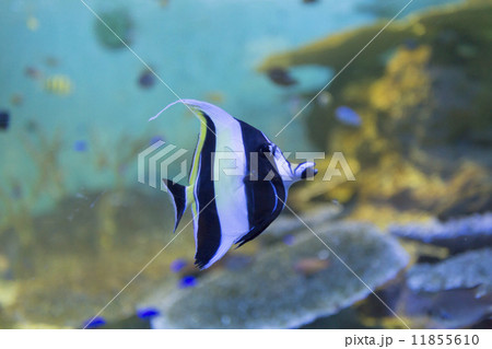 ツノダシとサンゴ 11855610