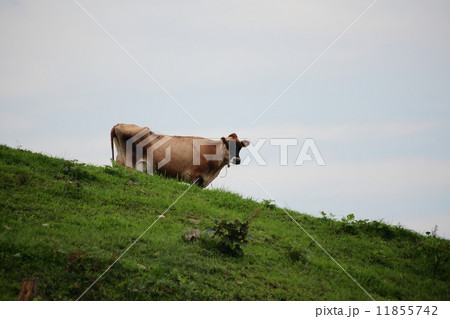 乳牛　しあわせ牧場 11855742