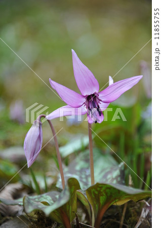 カタクリの花 11855755