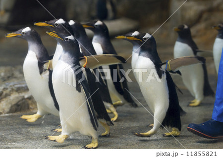 ジェンツーペンギンの群れ ジェンツーペンギンの群れ 11855821