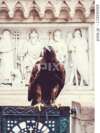 Eagle 11856088