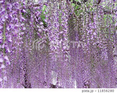 雪崩れ落ちるように咲き乱れる藤の花。 雪崩れ落ちるように咲き乱れる藤の花。 11856280