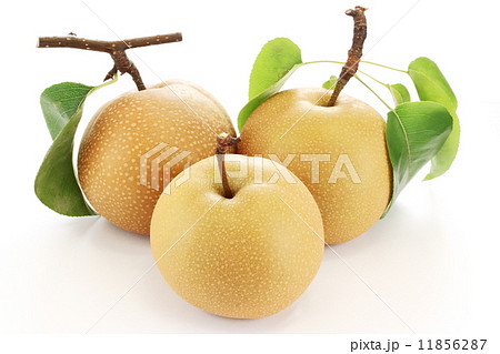 梨(豊水) 梨(豊水) 11856287