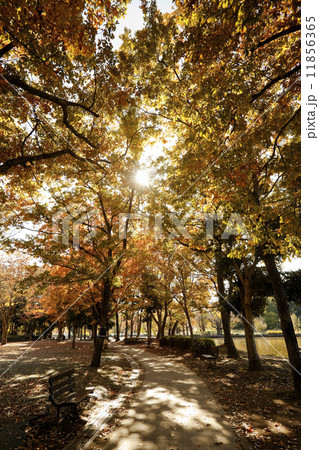 丸山公園05 11856365