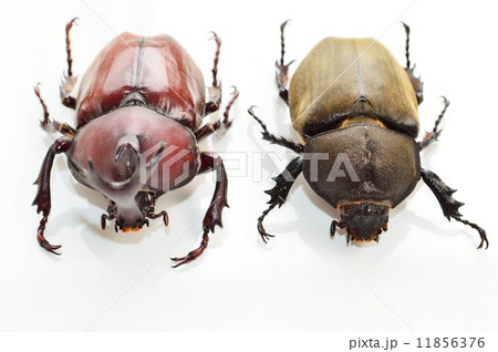 国産カブト虫のオスとメスのペア　白バック 11856376
