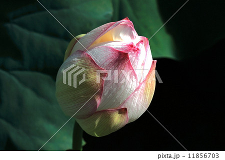 蓮の蕾 蓮の蕾 11856703
