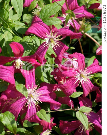 ショキングピンクの鮮やかなクレマチス！マダム・ジュリア・コレボン 11856973