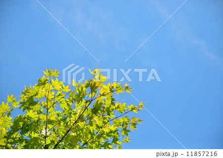 色づく秋 11857216