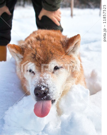 雪の中のゴン太 11857525