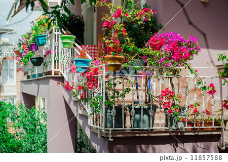 Flowers on balcony 11857588