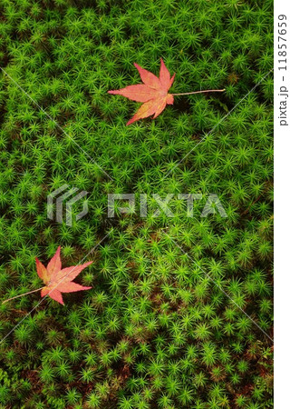 苔と紅葉 11857659