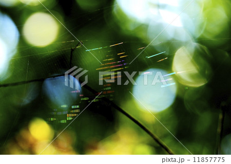 森のひかり（クモの巣のプリズム） 11857775