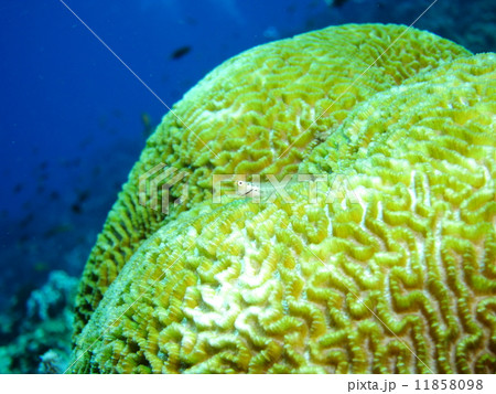 イシガキカエルウオ 11858098