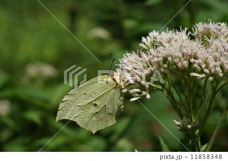 ヒヨドリバナの蜜を吸うスジボソヤマキチョウ 11858348
