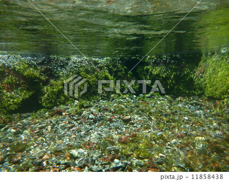 湧水の水中風景 11858438