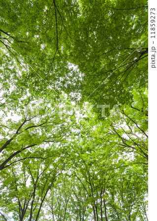 新緑のケヤキ林 新緑のケヤキ林 11859273