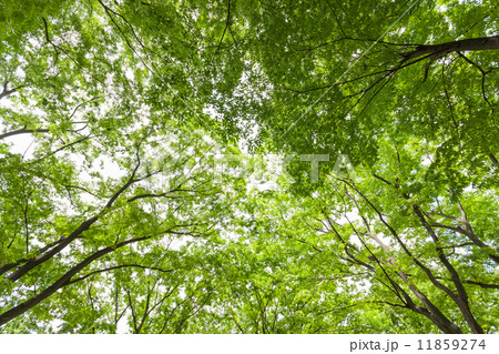 新緑のケヤキ林 11859274