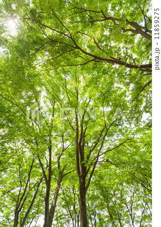 新緑のケヤキ林 新緑のケヤキ林 11859275