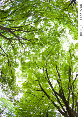 新緑のケヤキ林 11859286