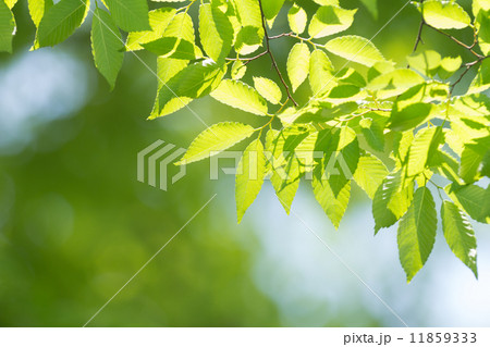 新緑のケヤキの葉 新緑のケヤキの葉 11859333