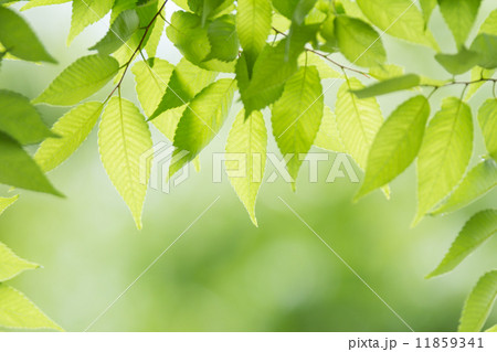 新緑のケヤキの葉 11859341