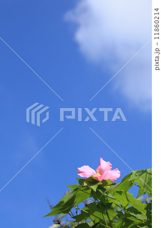 フヨウの花と青空 フヨウの花と青空 11860214