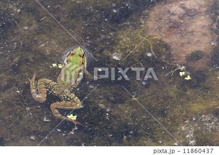Green Frog poking its head out of the water. Green Frog poking its head out of the water. 11860437
