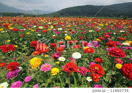 花畑 11860736