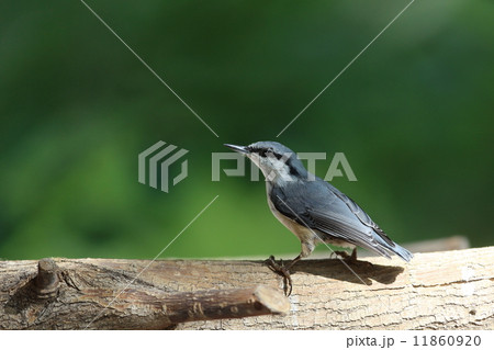 ゴジュウカラ ゴジュウカラ 11860920