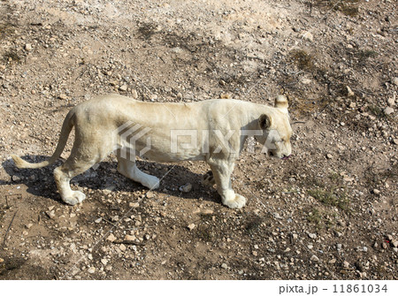 lion in the wild in Africa 11861034