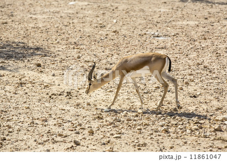 Young antelope on desert background outdoors  park 11861047